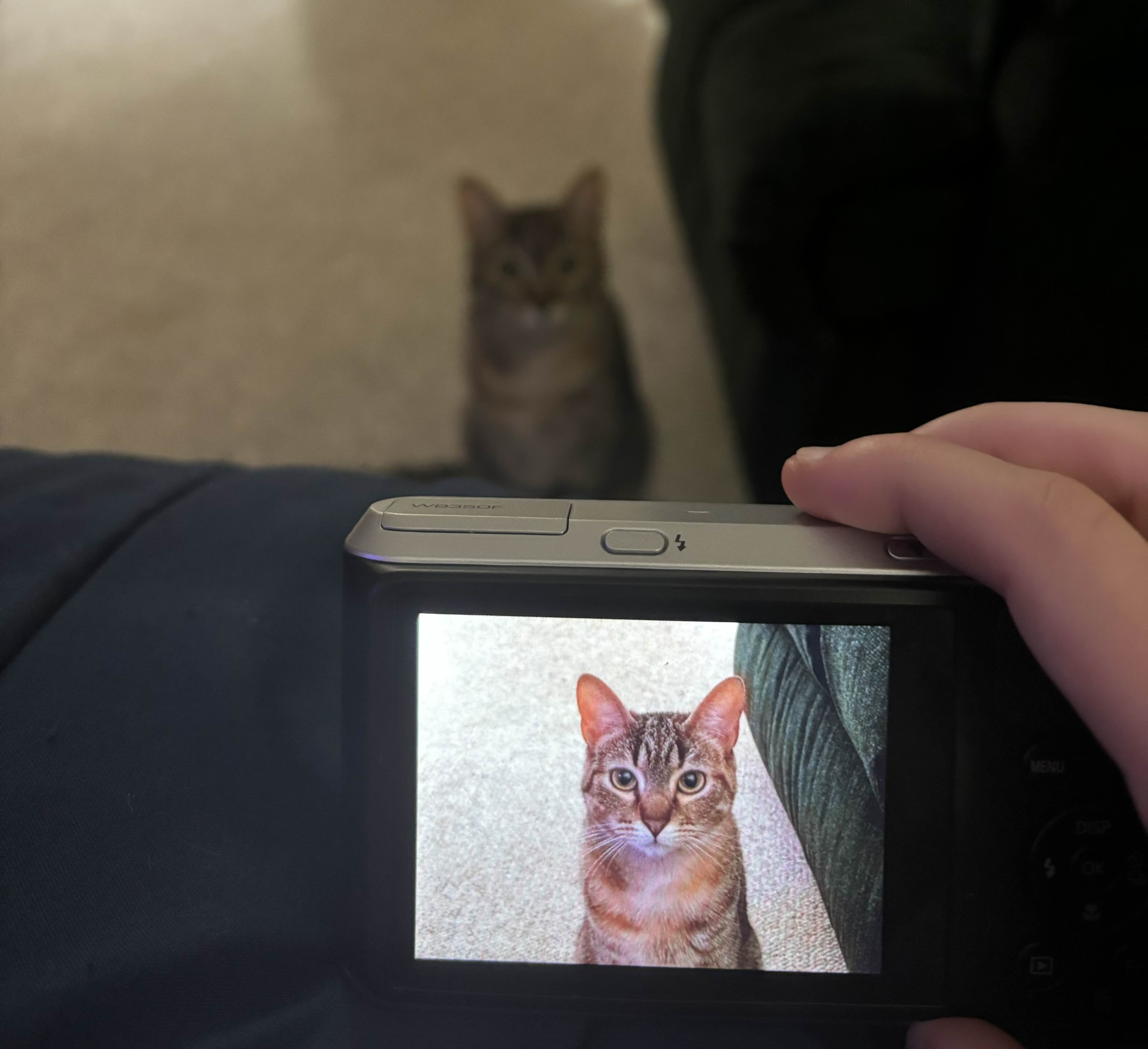 catcamera
