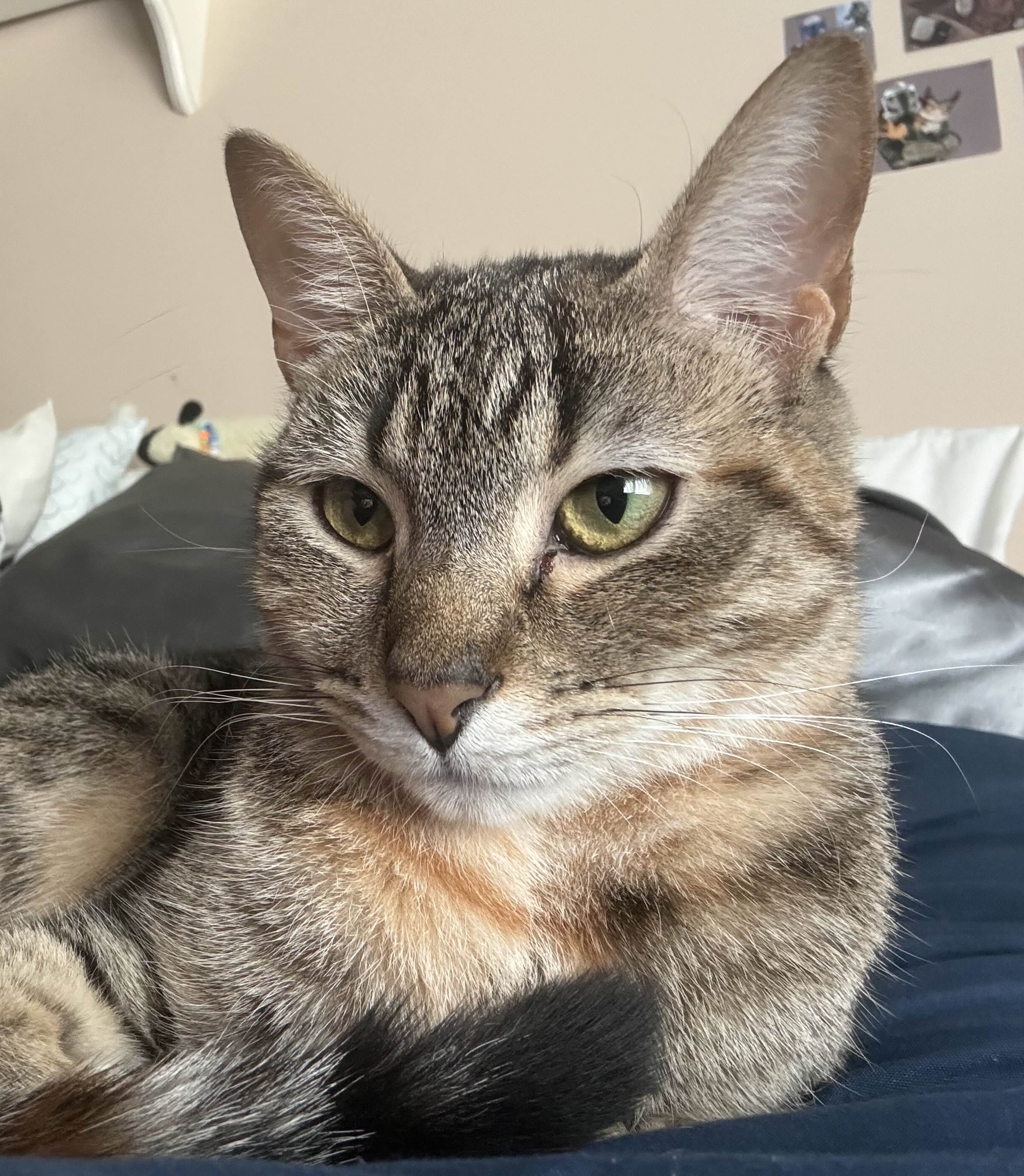 mocha