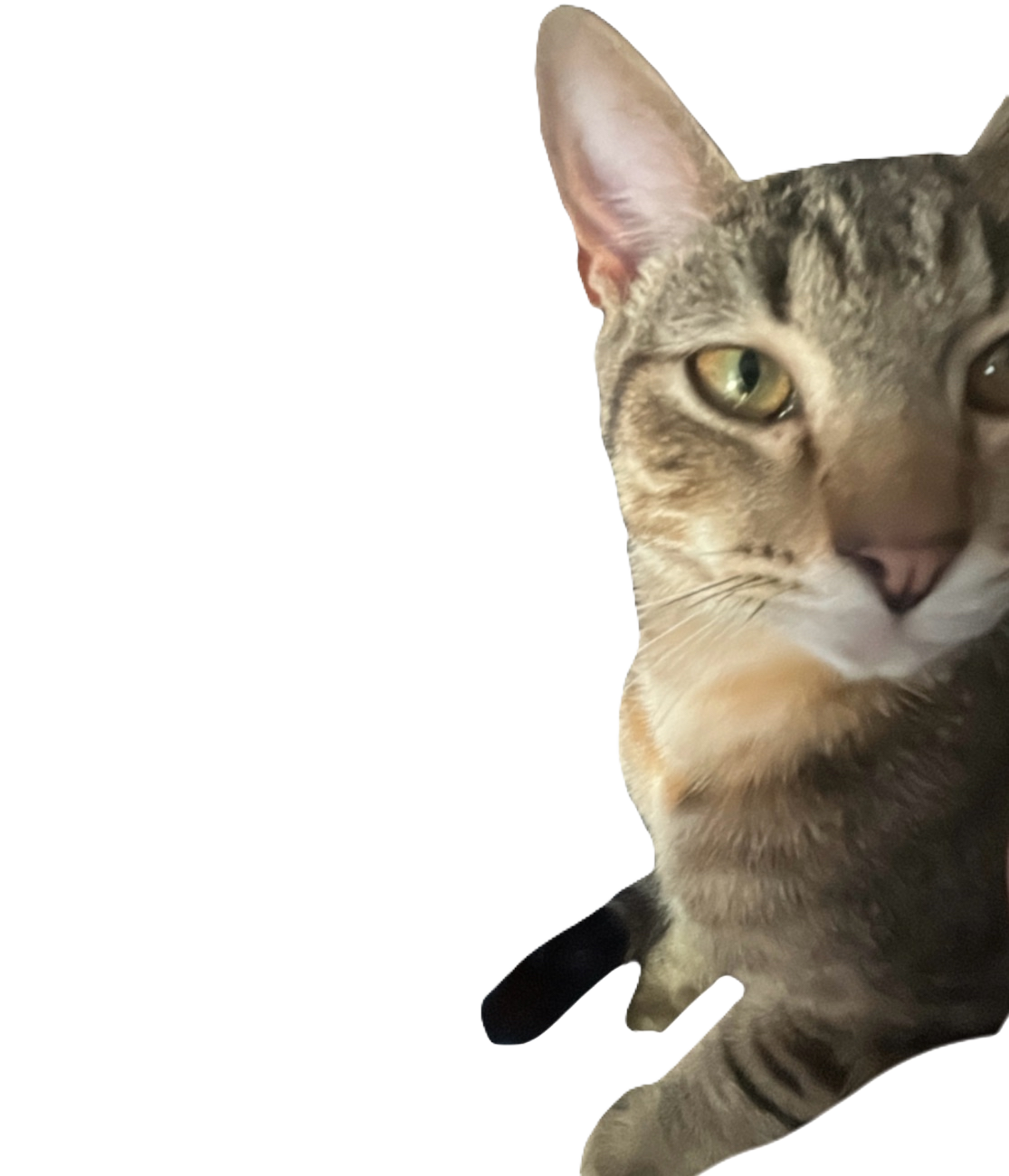 mocha3